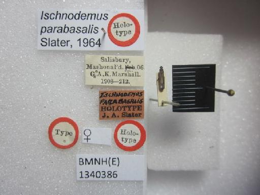 Ischnodemus parabasalis Slater, 1964 - Ischnodemus parabasalis-BMNH(E)1340386-Holotype female dorsal & labels