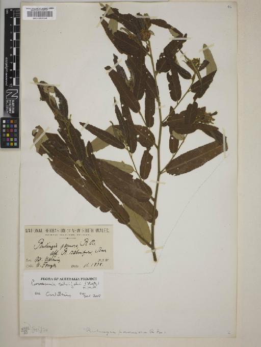 Commersonia salviifolia (Steetz) F.Muell. - BM000820248