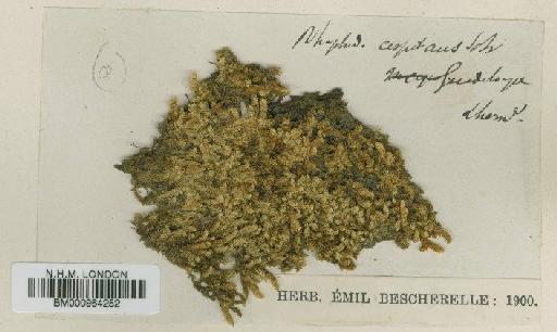 Sematophyllum caespitosum (Hedw.) Mitt. - BM000964252