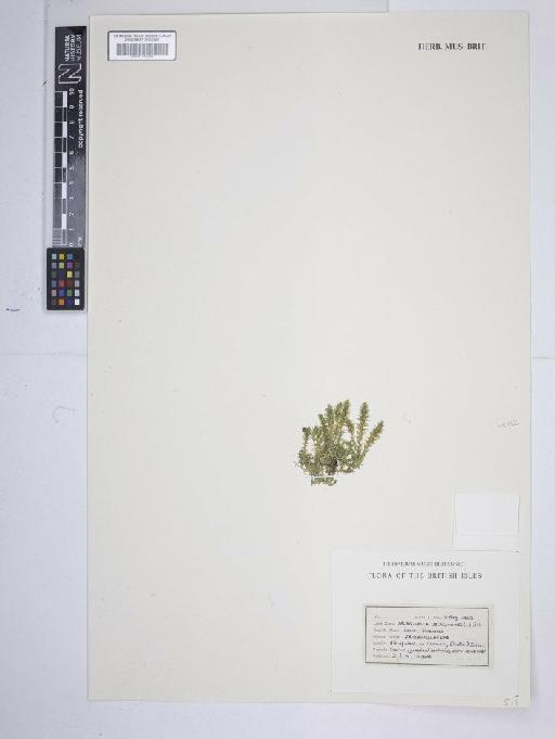 Selaginella selaginoides (L.) P.Beauv. ex Schrank & Mart. - BM001185088