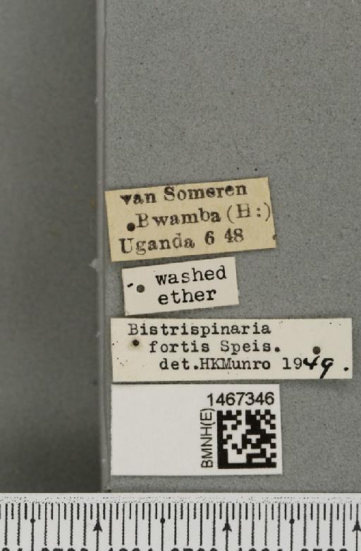 Bistrispinaria fortis (Speiser, 1913) - BMNHE_1467346_label_27728