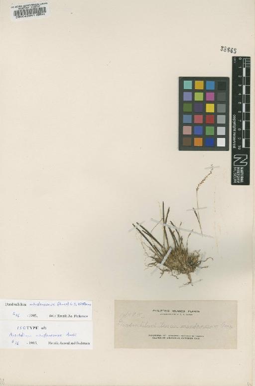 Dendrochilum mindanaense (Ames) L.O.Williams - BM000048945