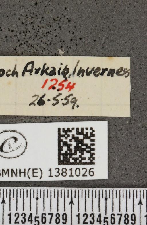 Carterocephalus palaemon (Pallas, 1771) - BMNHE_1381026_label_176666