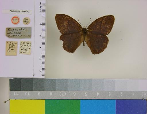 Euptychia batesii Butler, 1867 - BMNH(E)_ 1266947_Magneuptychia_(Euptychia)_harpyia_batesii_Butler_T_male_ (1)