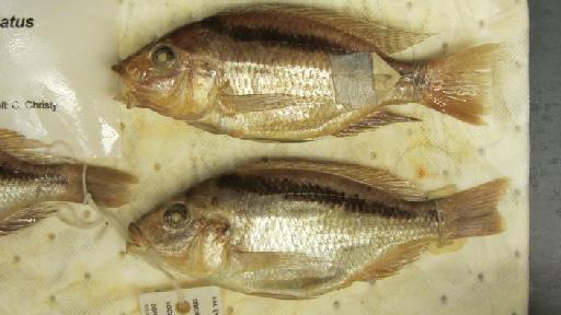 Haplochromis semipalatus Trewavas, 1935 - BMNH 1935.6.14.1321-1323, SYNTYPES, Haplochromis semipalatus a