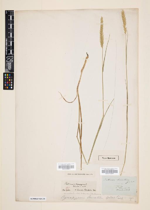 Agropyron lanatum Godet - 001043977