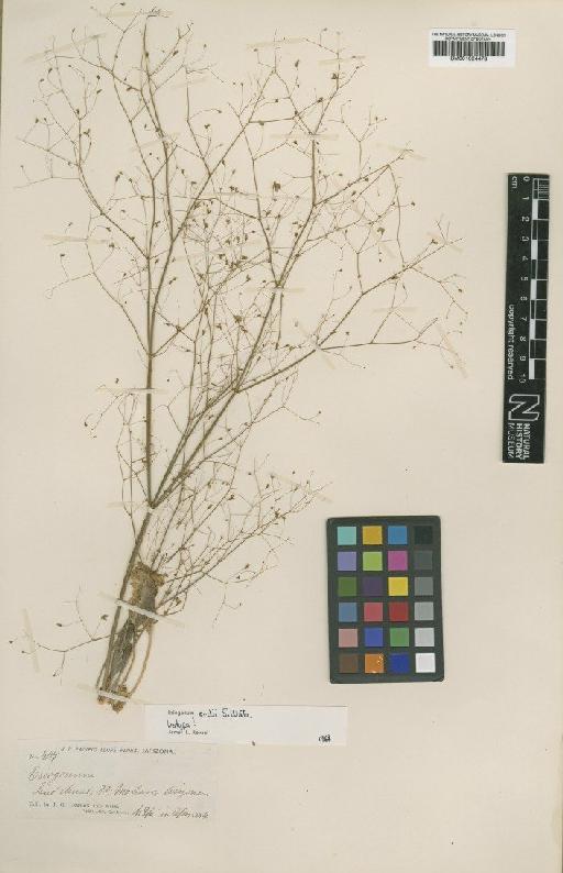 Eriogonum ordii S.Watson - BM001024478