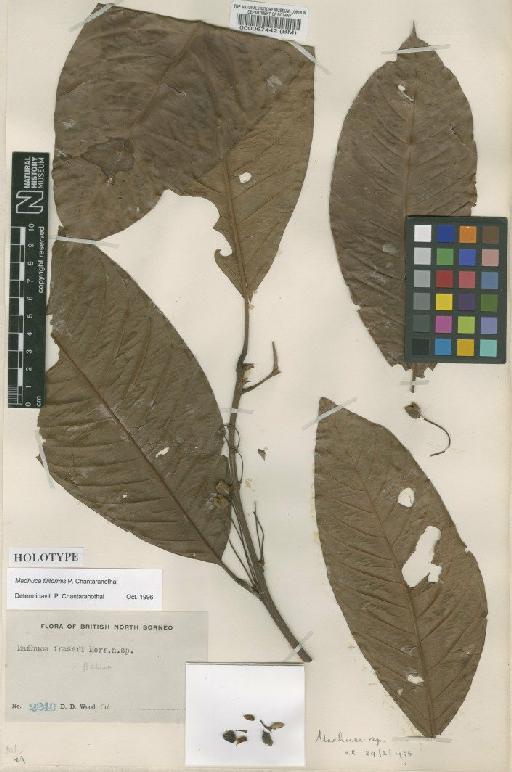 Madhuca filiformis Chantaranothai - BM000067442