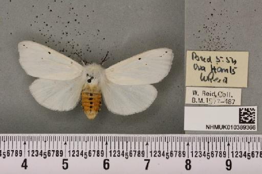 Spilosoma urticae (Esper, 1789) - NHMUK_010389366_509849