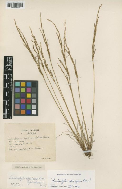 Fimbristylis spicigera J.Kern - BM000959069