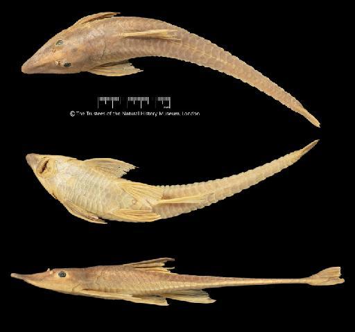 Sturisoma guentheri (Regan, 1904) - BMNH 1927.6.7.31, Sturisoma guentheri