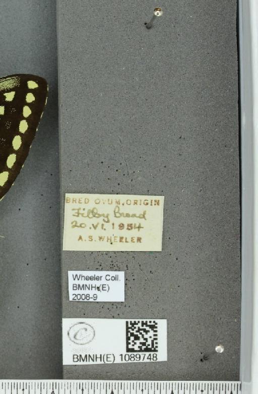 Papilio machaon britannicus Seitz, 1907 - BMNHE_1089748_label_69578