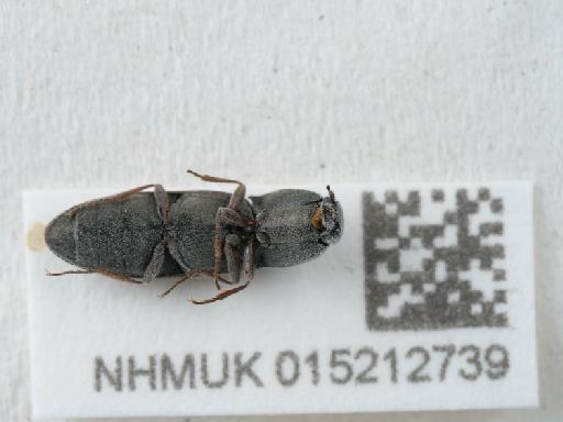 Aplotarsus incanus (Gyllenhal, 1827) - 015212739_1