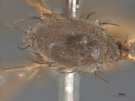 Rymosia thorneae Chandler, 1994 - 010626494_Rymosia_thorneae_HTBMNH238597_thorax_d