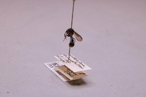 Omicron paranymphus Zavattari, 1912 - 013634378_additional_2