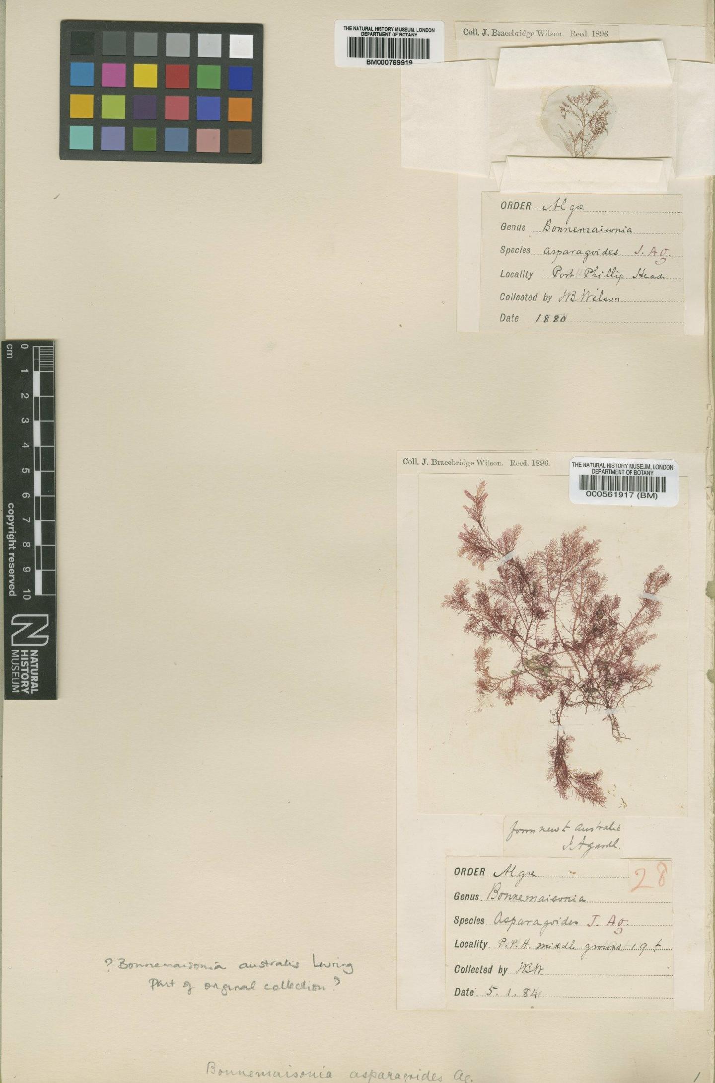 To NHMUK collection (Bonnemaisonia australis Levring; Type; NHMUK:ecatalogue:532725)