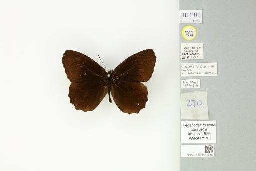 Pedaliodes fuscata parapatra Adams, 1986 - 014539016_Pedaliodes_fuscata_parapatra_Adams_1986_PT