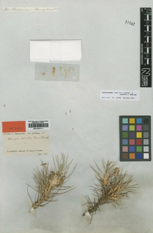 Astragalus lateritius Boiss. & Hausskn. ex Boiss. - BM000885210
