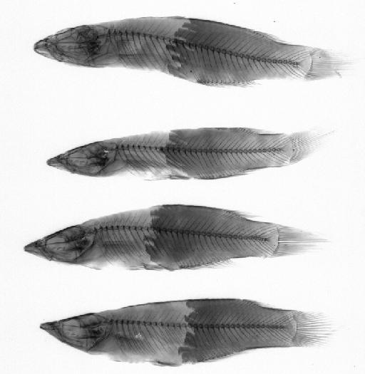 Haplochilus andamanicus Köhler, 1906 - BMNH 1889.2.1.2107-2110, PARALECTOTYPES, Haplochilus andamanicus, radiograph