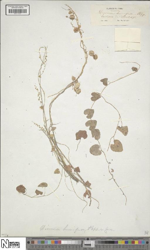 Dioscorea humifusa Poepp. - BM001190583