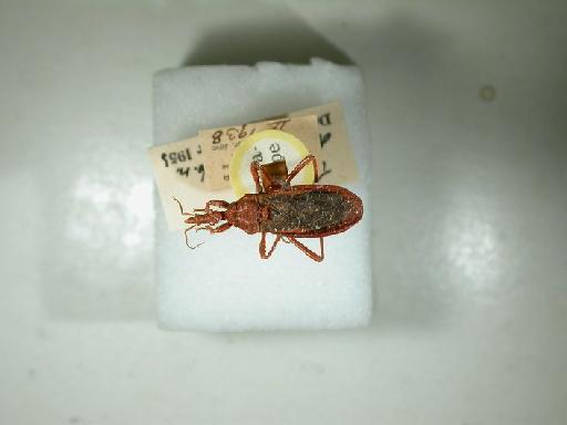 Cimbus drescheri Miller, N.C.E., 1954 - Hemiptera: Cimbus Drescheri Pt