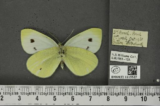 Pieris rapae ab. subtus-flava Lempke, 1934 - BMNHE_1115527_70462