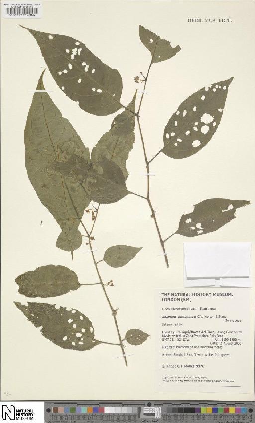 Solanum ramonense C.V.Morton & Standl. - BM000579777