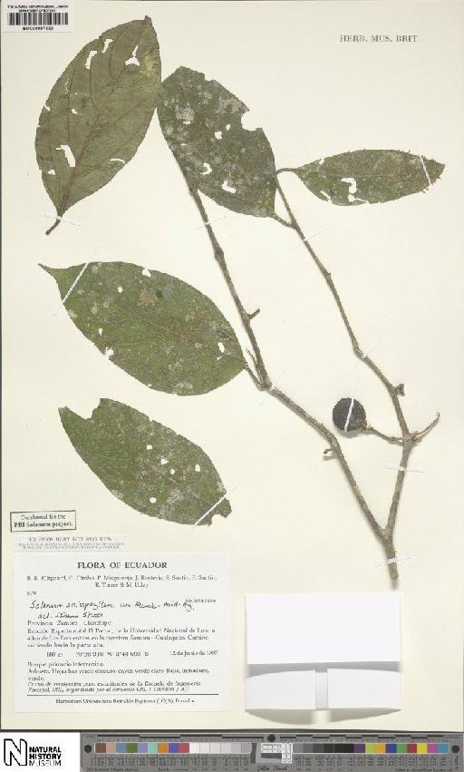 Solanum anisophyllum Van Heurck & Müll.Arg. - BM000887323