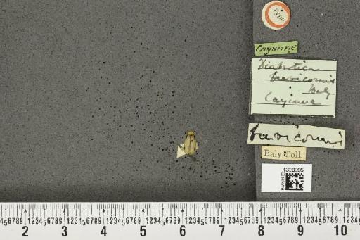Diabrotica brevicornis Baly, 1890 - BMNHE_1320995_19643