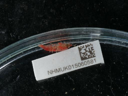 Dexamine spinosa parvorder Synopiidira (Montagu, 1813) - 015060581_3