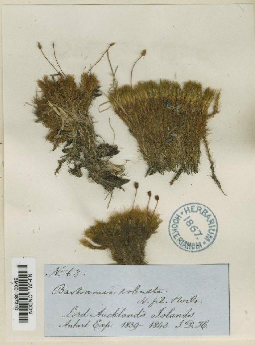 Breutelia robusta (Hook.f. & Wilson) A.Jaeger - BM001087310