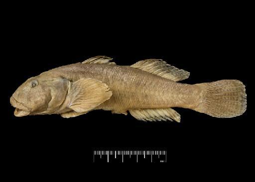 Gobius percivali Boulenger, 1901 - BMNH 1899.12.13.99, HOLOTYPE, Gobius percivali