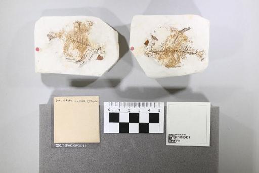 Homonotichthys rotundus (Smith Woodward, 1902) - 010303461_L010092156_(1)