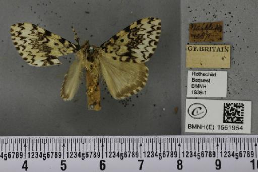 Lymantria monacha (Linnaeus, 1758) - BMNHE_1561954_251654