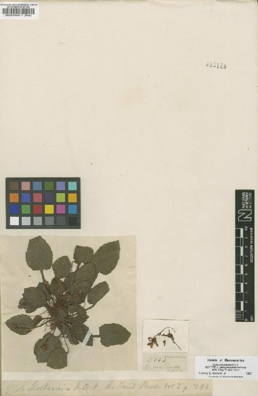 Viola umbraticola Kunth - BM000529917