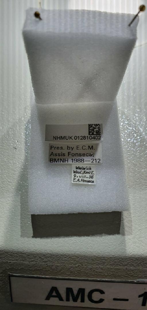 Linnaemya picta (Meigen, 1824) - 012810402 Linnaemya picta labels