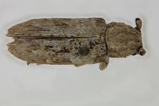 Niphona indica Breuning, 1938 - Niphona indica holotype