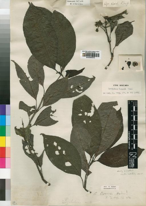 Psychotria brassii Hiern - BM000903372