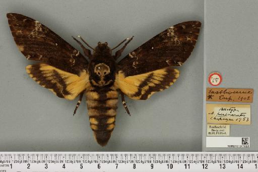 Acherontia atropos ab. pulverata Cockayne, 1953 - NHMUK_010475828_527296