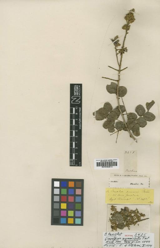 Caesalpinia pyramidalis Tul - BM000952015
