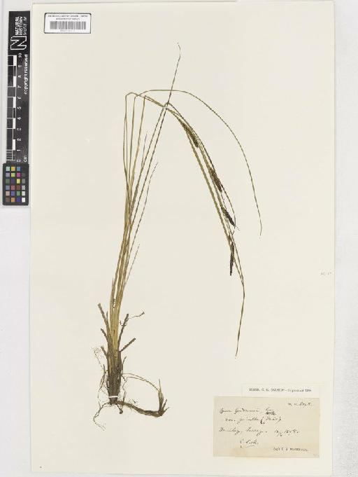 Carex nigra var. juncella - BM001183777 C