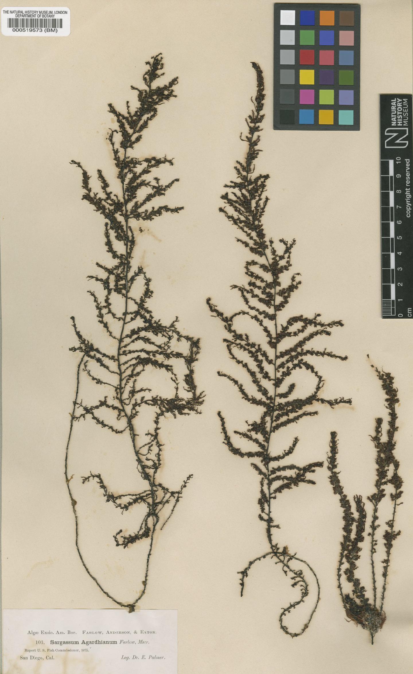 To NHMUK collection (Sargassum agardhianum Farl. ex J.Agardh; Syntype; NHMUK:ecatalogue:4720235)