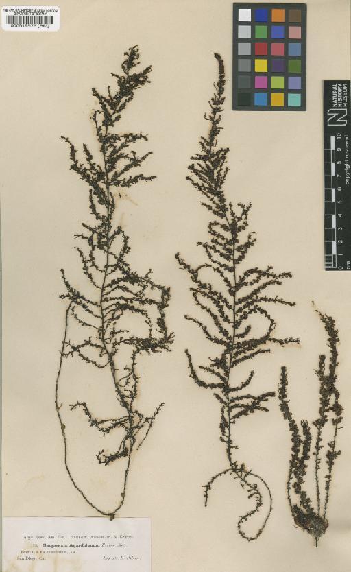 Sargassum agardhianum Farl. ex J.Agardh - BM000519573