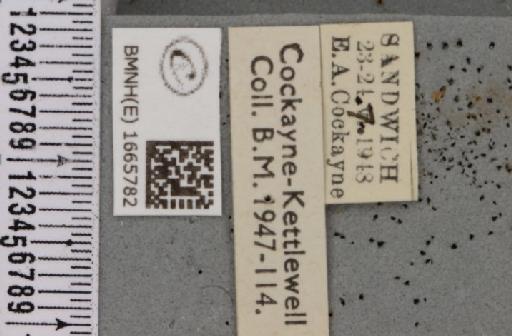 Eilema pygmaeola pygmaeola (Doubleday, 1847) - BMNHE_1665782_label_289833