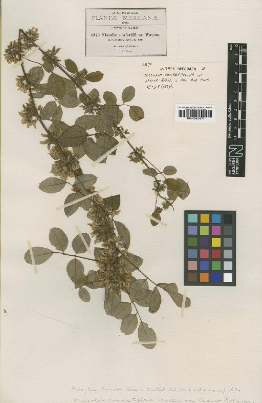 Nissolia laxior (B.L.Rob.) Rose - BM000931577