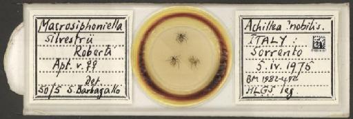 Macrosiphoniella silvestri Roberti, 1954 - 010014187_112662_1094740