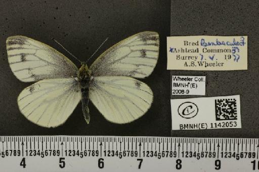 Pieris napi napi (Linnaeus, 1758) - BMNHE_1142053_92915