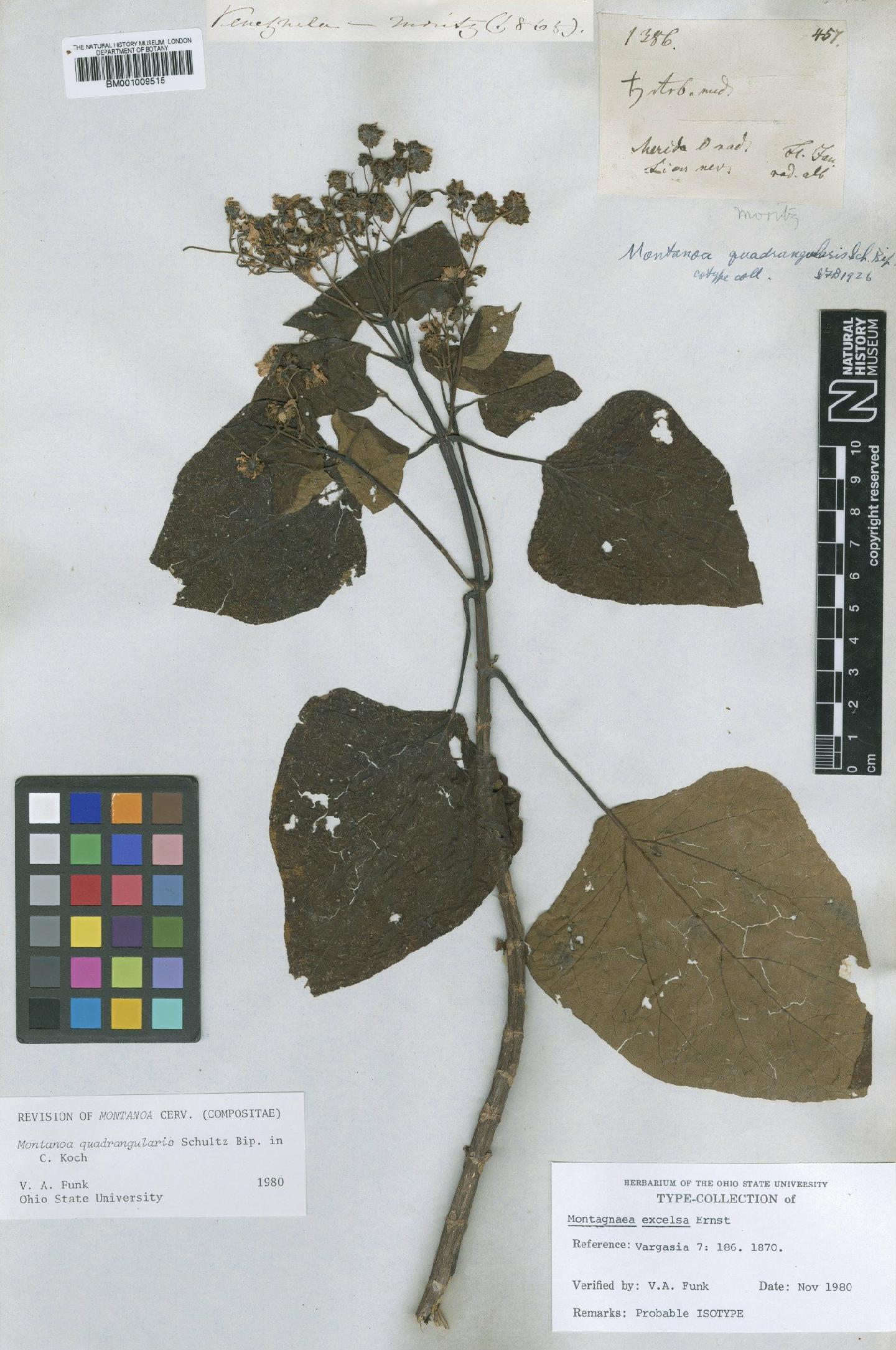 To NHMUK collection (Montanoa quadrangularis Sch.Bip.; Type; NHMUK:ecatalogue:612087)