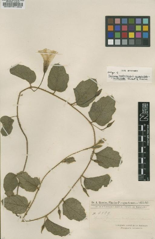 Distimake hasslerianus (Chodat) A.R.Simões & Staples - BM000089561
