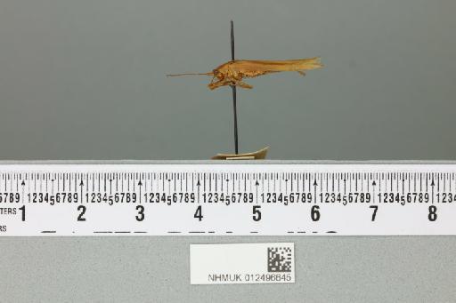 Alloteratura tahanensis (Karny, 1926) - 012496645_reverse
